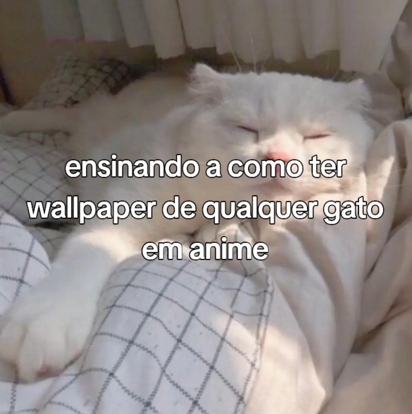 @~gatos brancos⚪🤍(-> <-)☆♡~