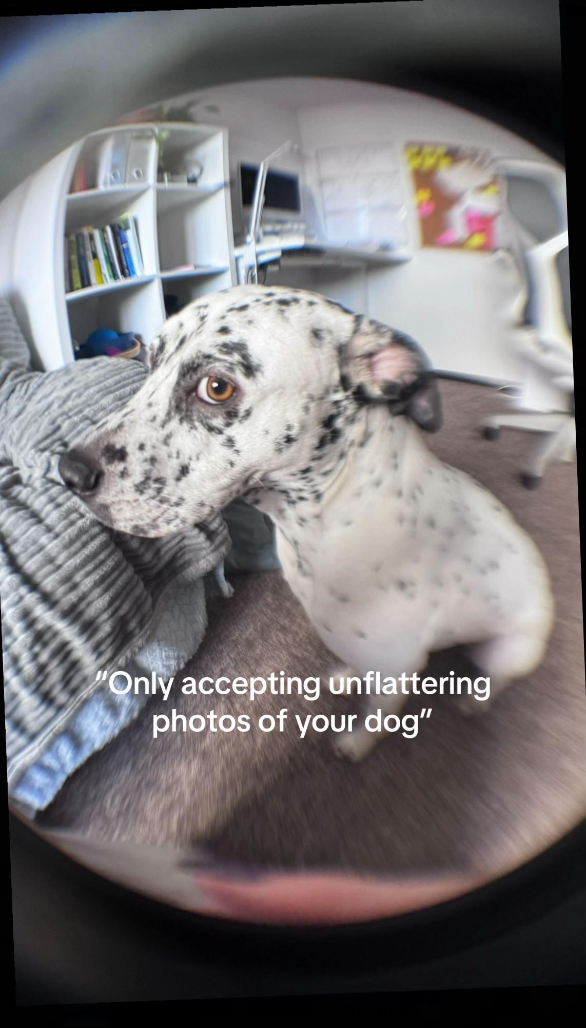 @spottybonnie