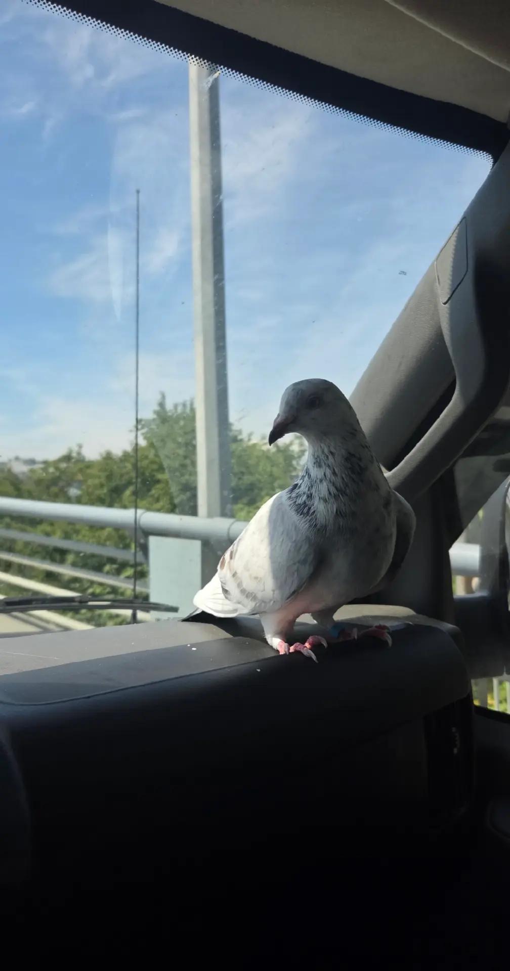 @prettypigeon