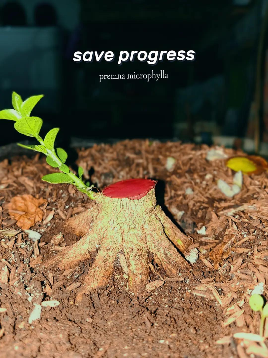 @RA'BONSAI