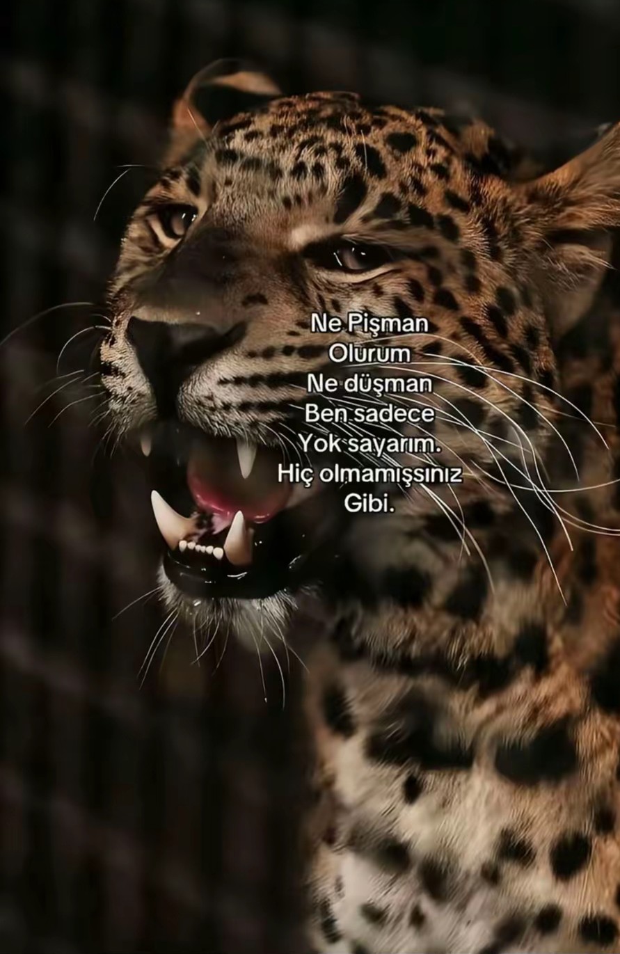 @emirhanakkocc