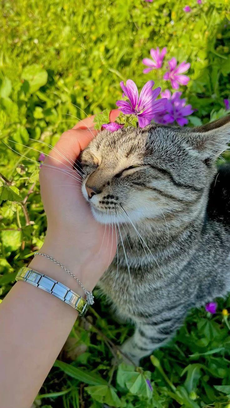 @🦋Papillion🦋