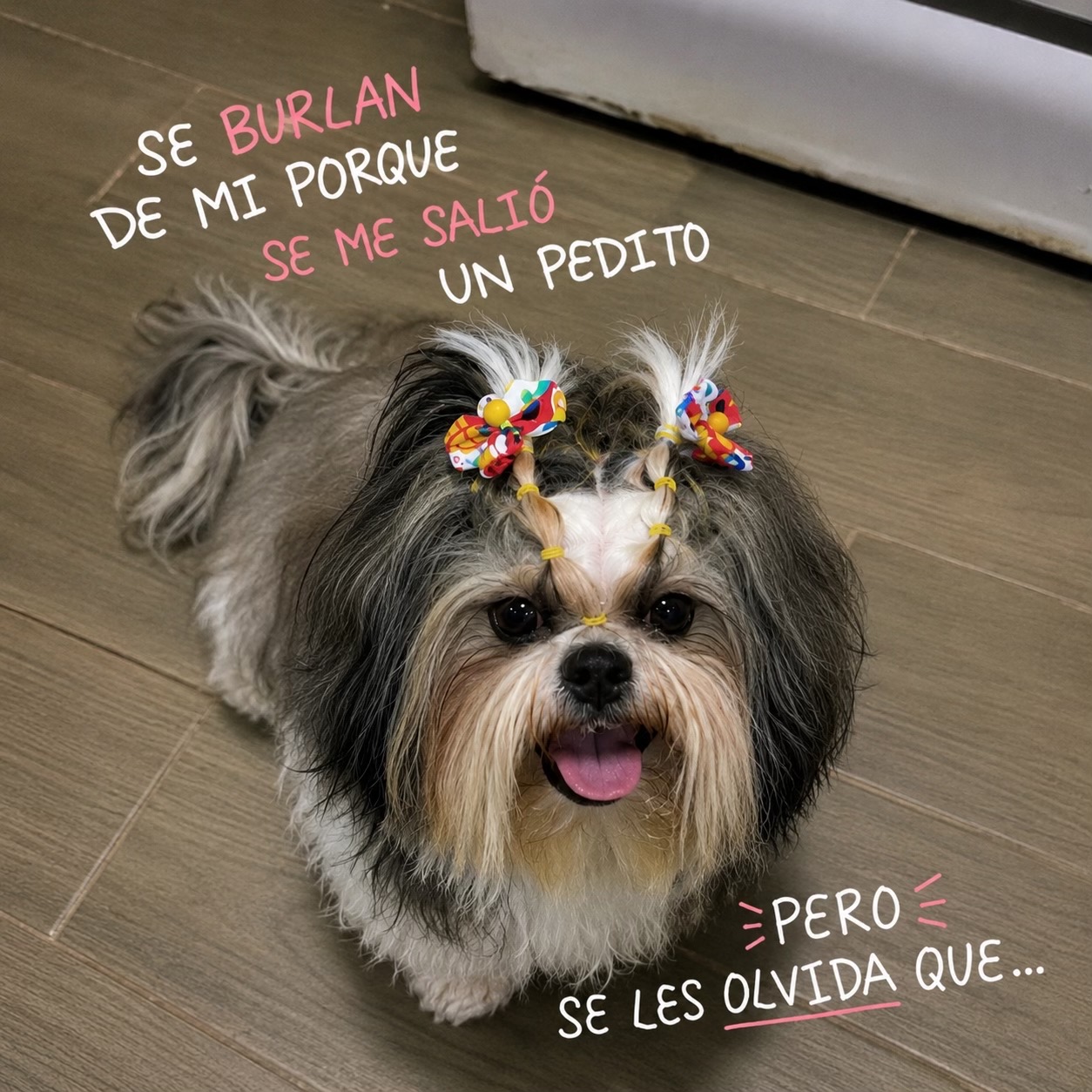 @appa_shihtzurp