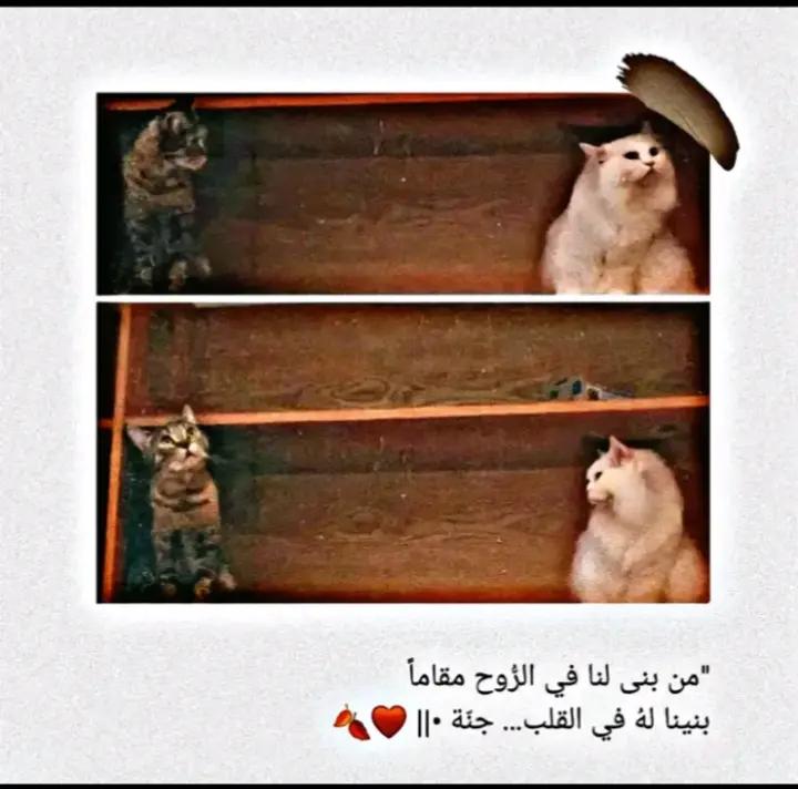 @ابو خالد