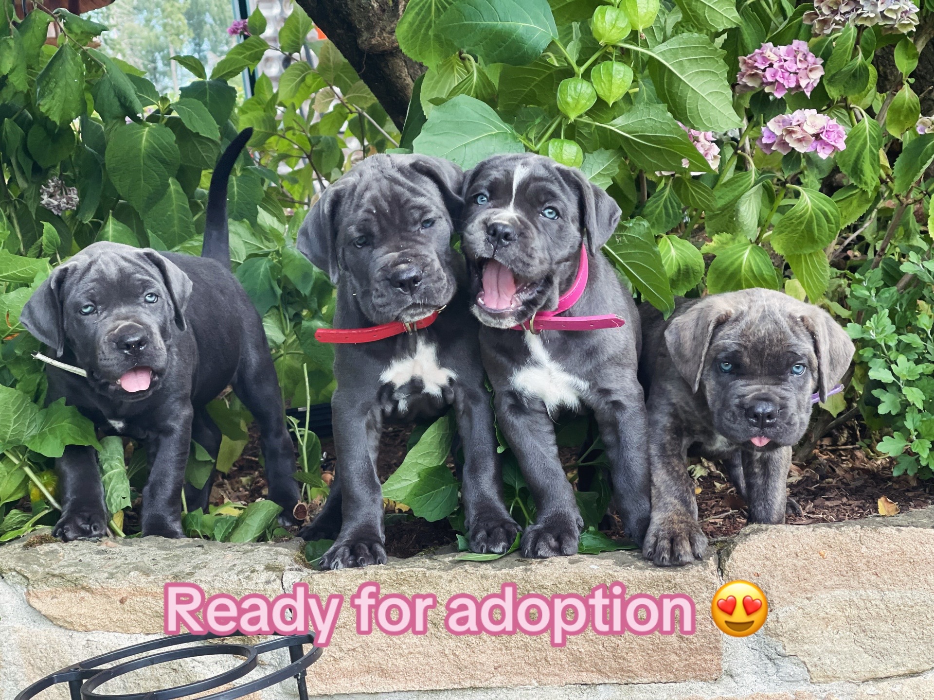 @CaneCorso
