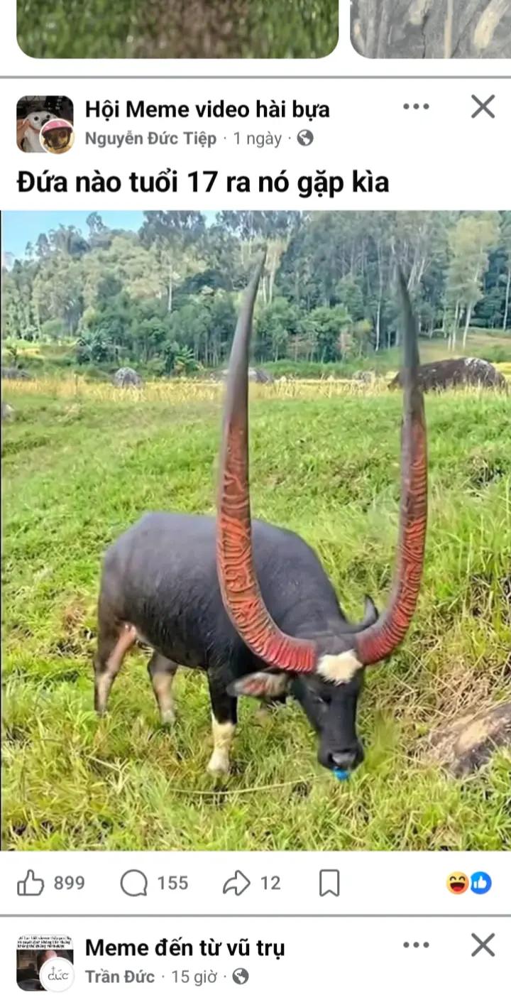 @cơm rang ko hành