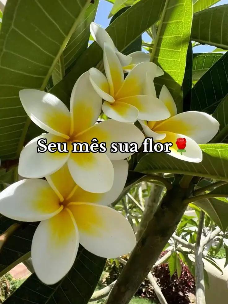 @Miguel_ama_toddy🍄🌌🌳