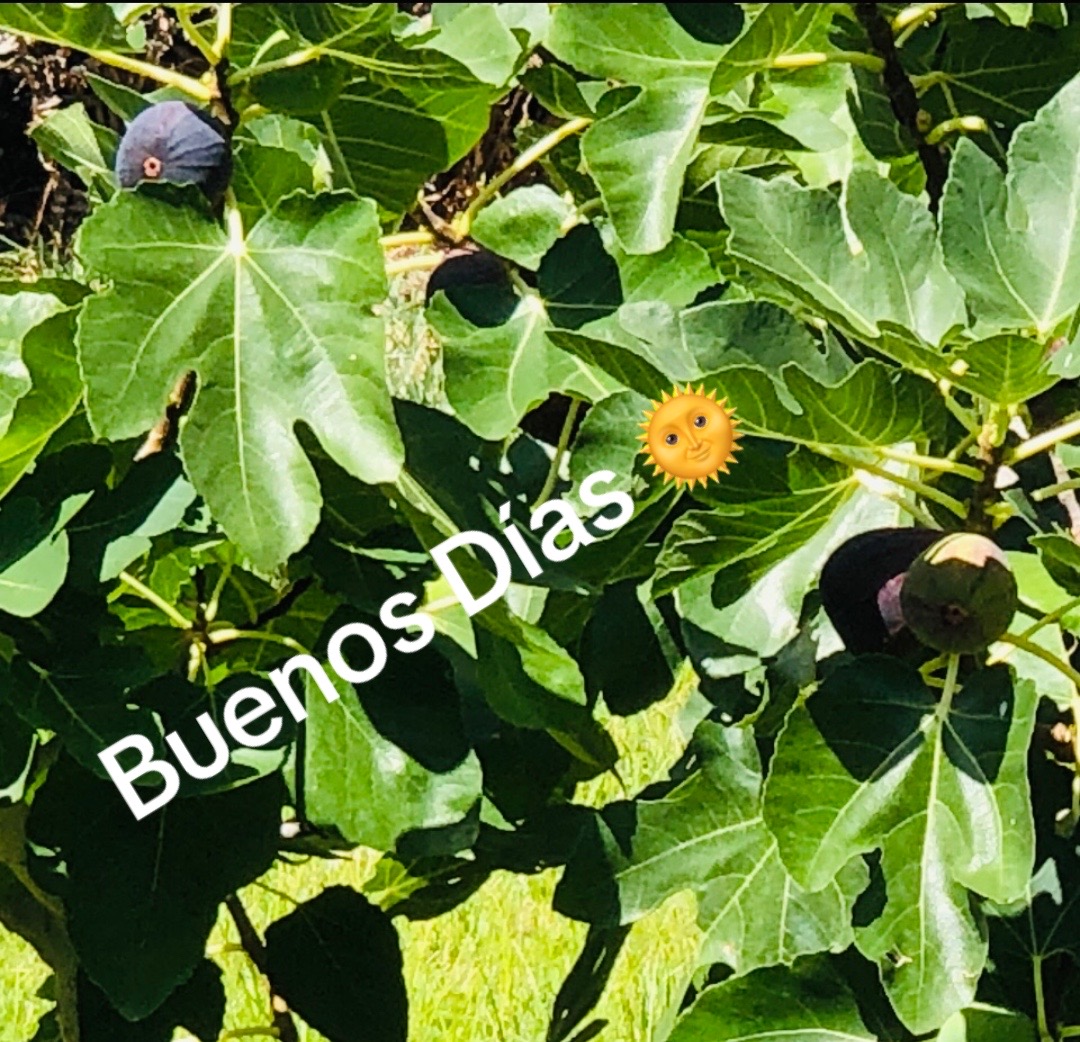 @brujiarcos