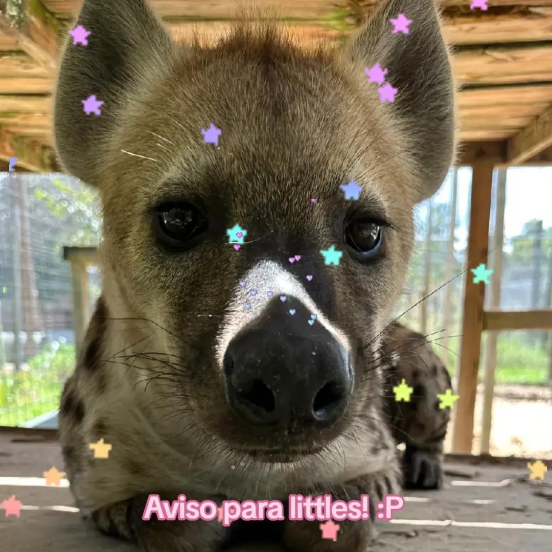 @ƖıɬɬƖɛ ყɛɛŋ :3🧁