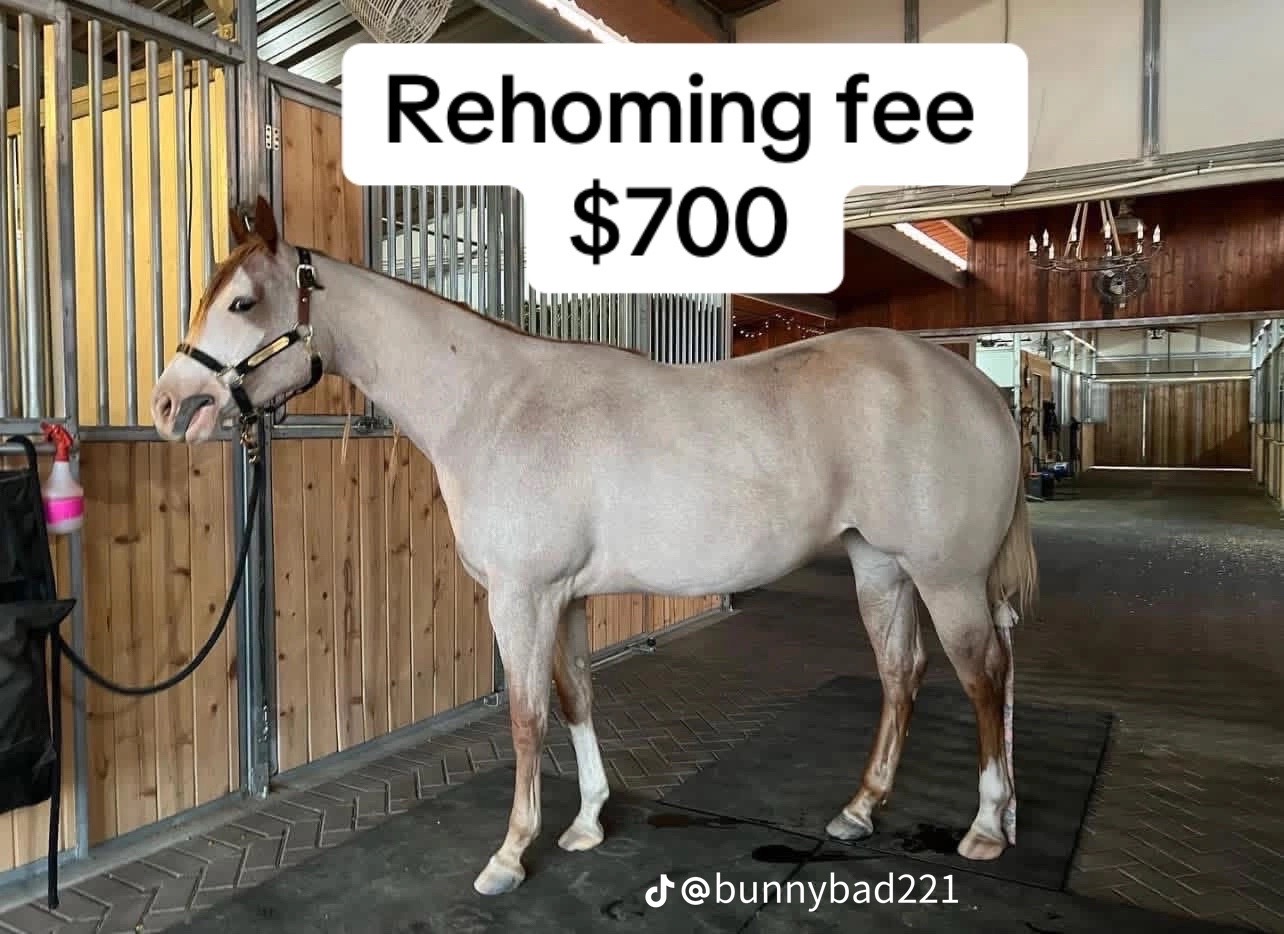 @PERFECT HORSES FOR ADOPTION