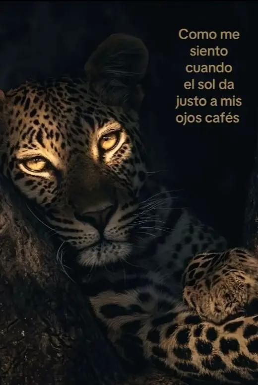 @🍸