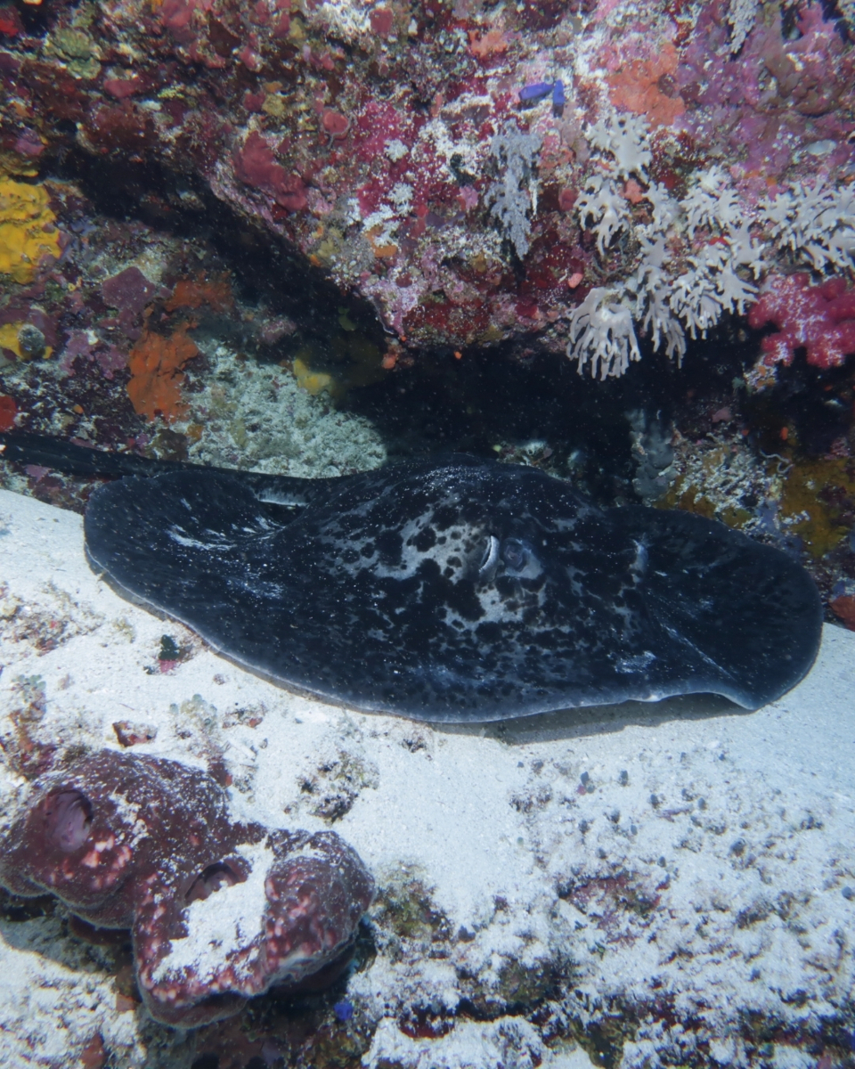 @Scuba Diving with Ara