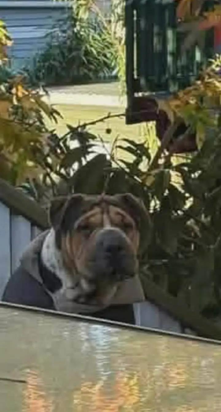 @Bulliciious Bulliez NZ