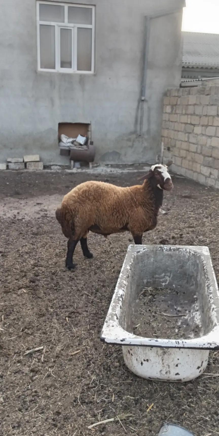 @Füzuli səfərov