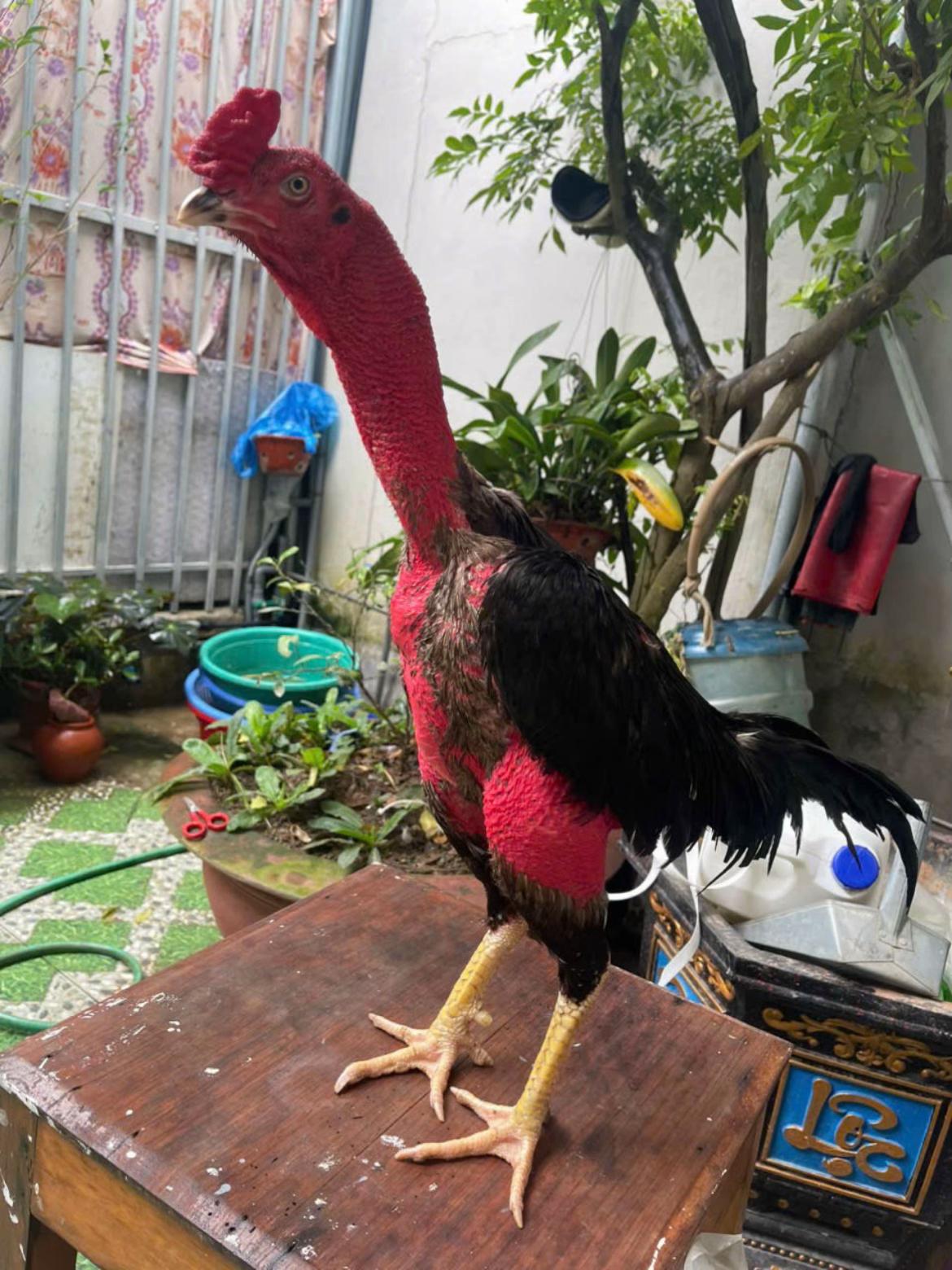 @𝐏𝐡𝐨𝐧𝐠 𝐆&agrave; 𝐂𝐨𝐧