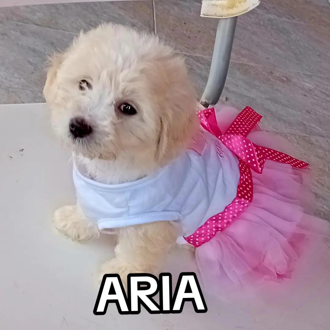 @ELENA