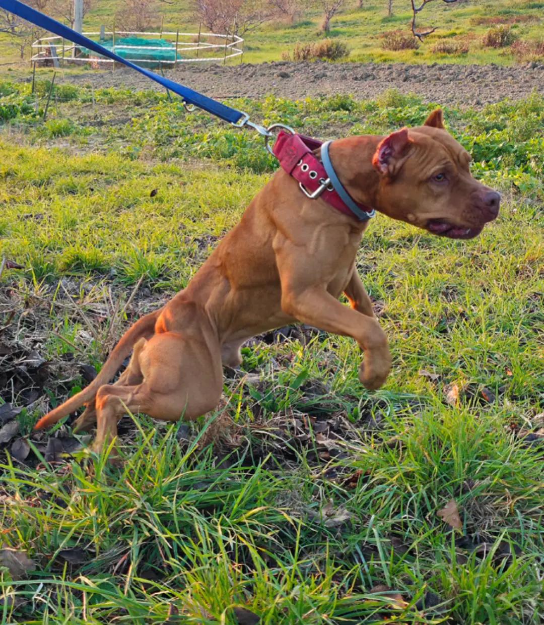 @Raoul's apbt