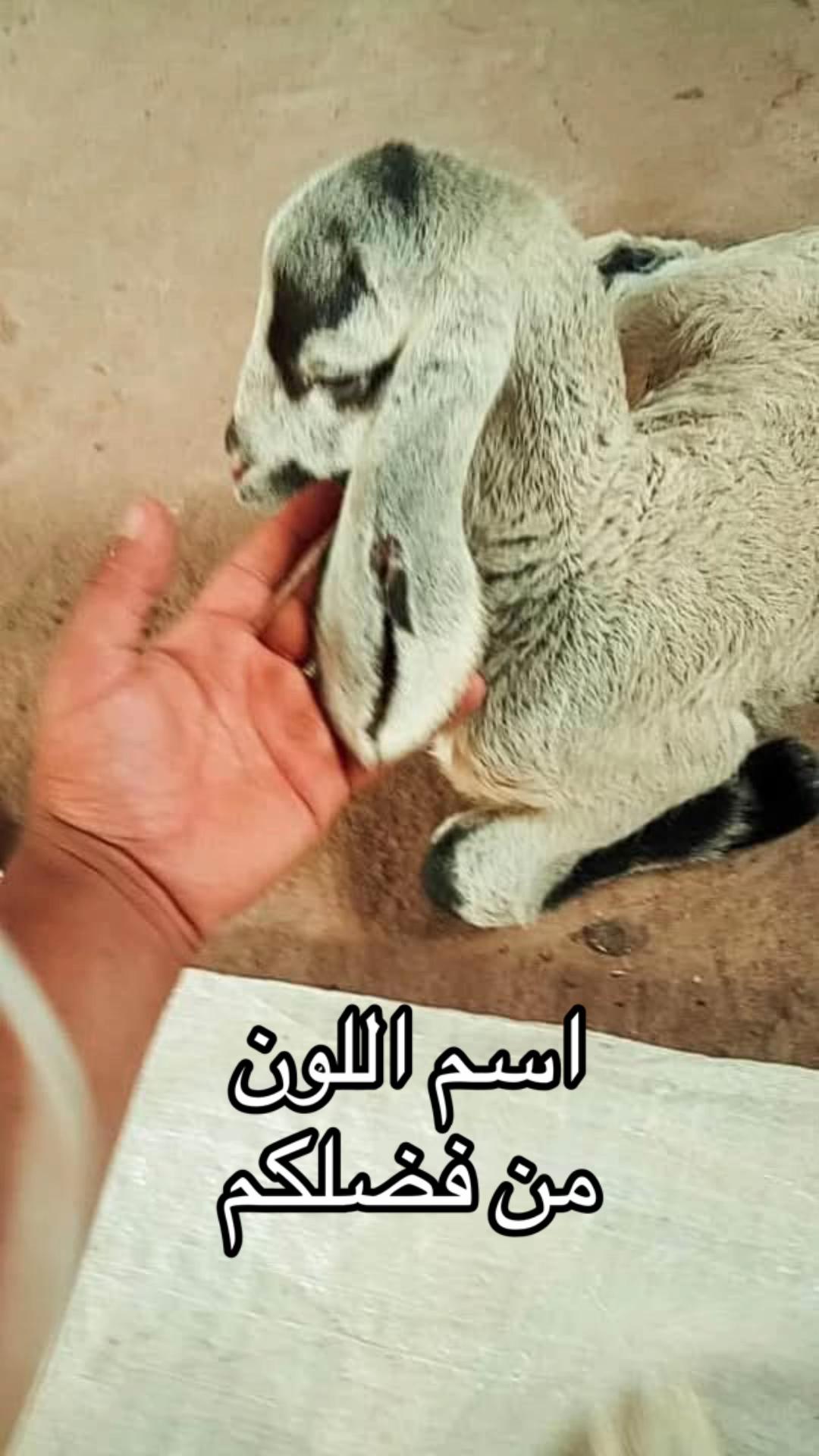 @ياسين بن زيتون