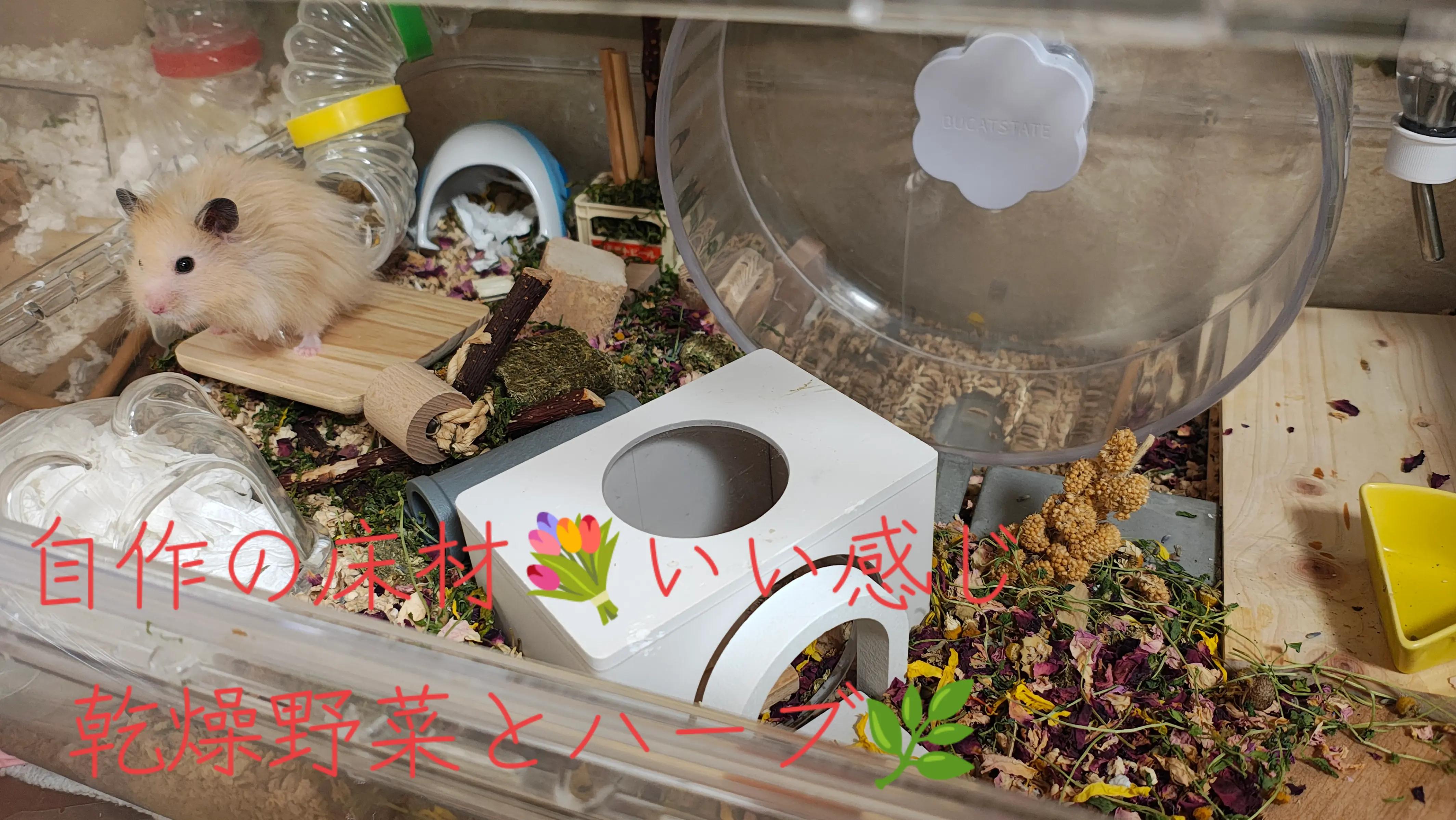 @モチキン🐹