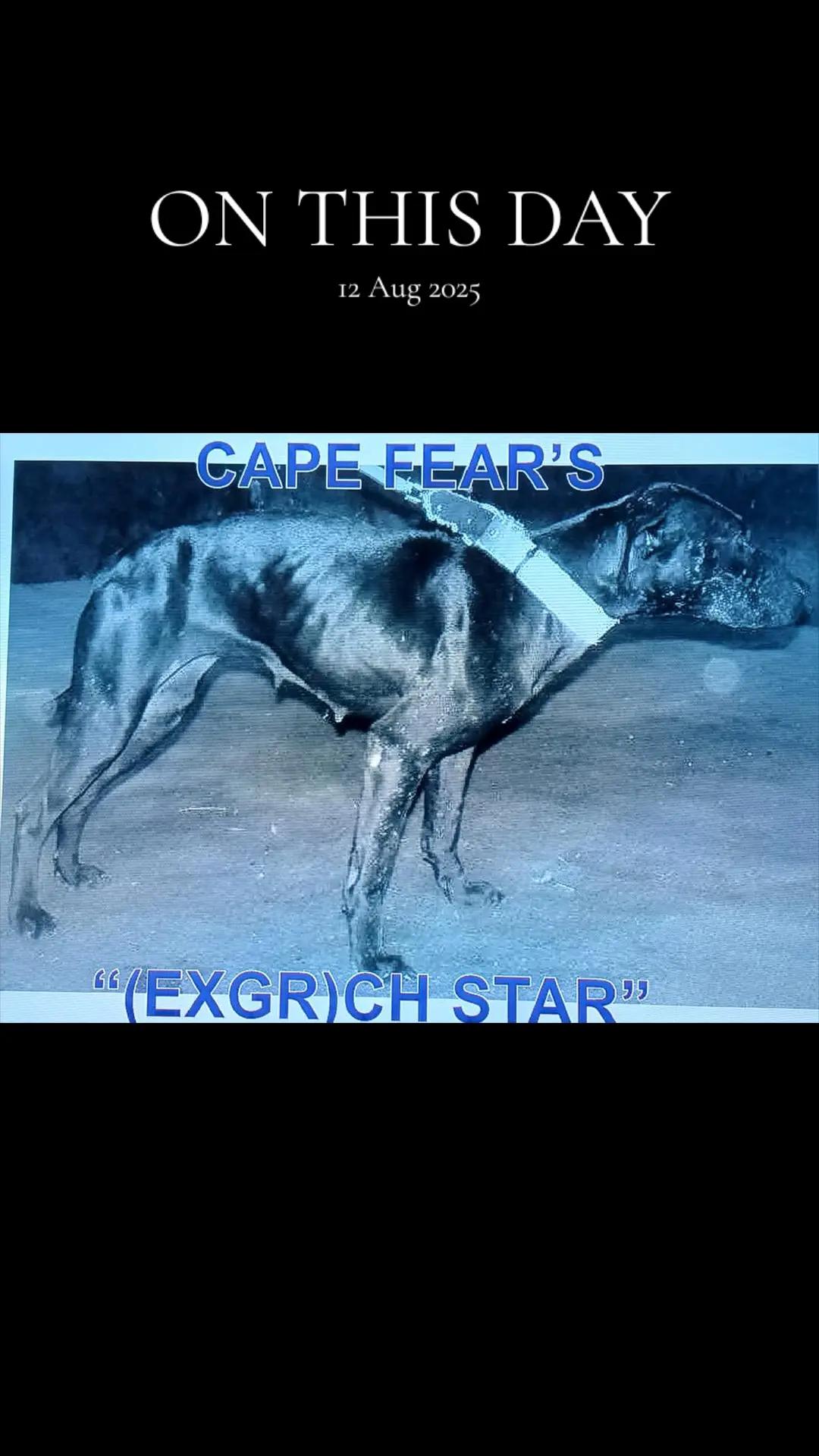 @SAAPBT_GAMEDOGS