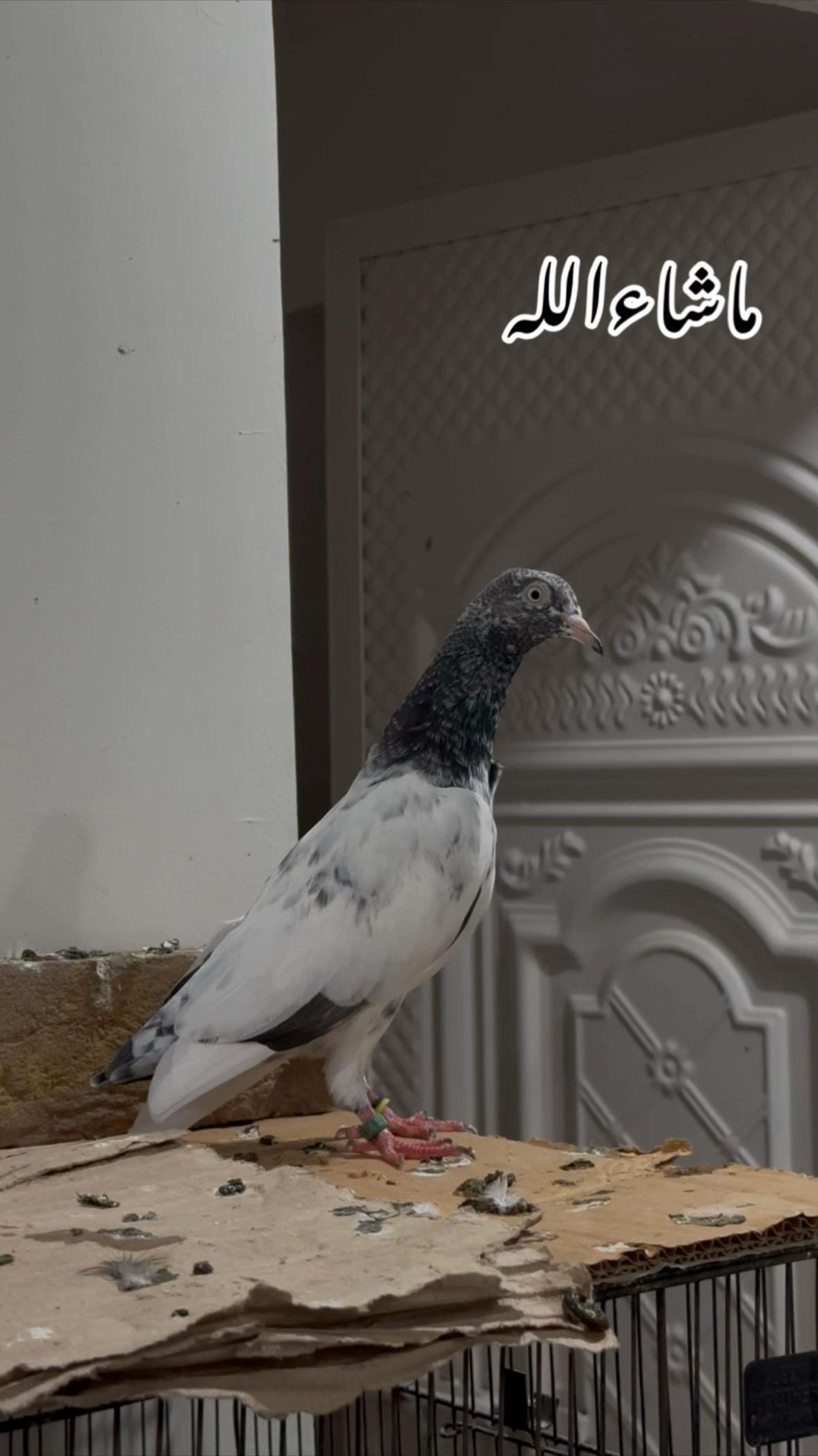 @Royal Birds 🕊️👑