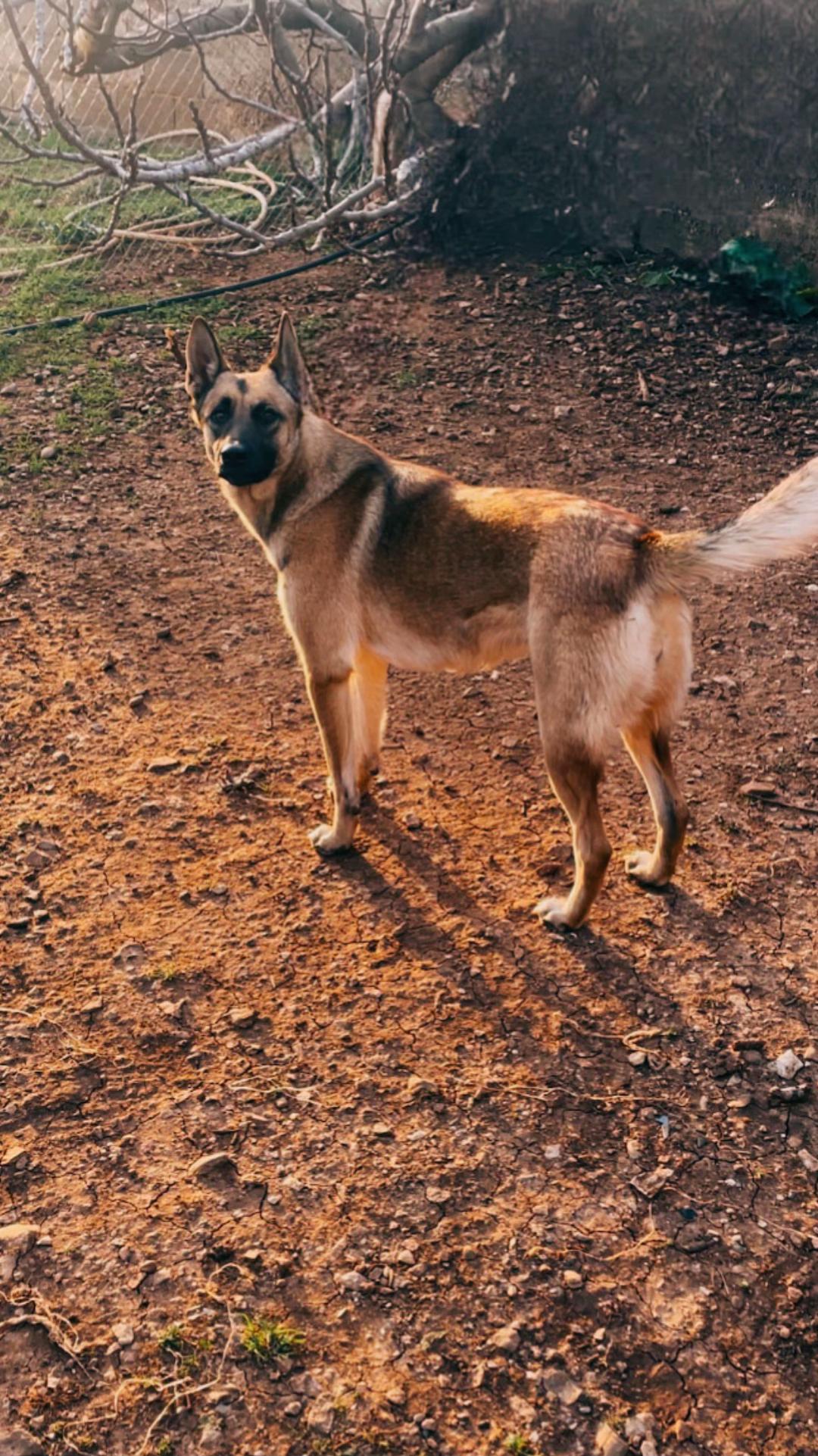 @The_belgian_malinois