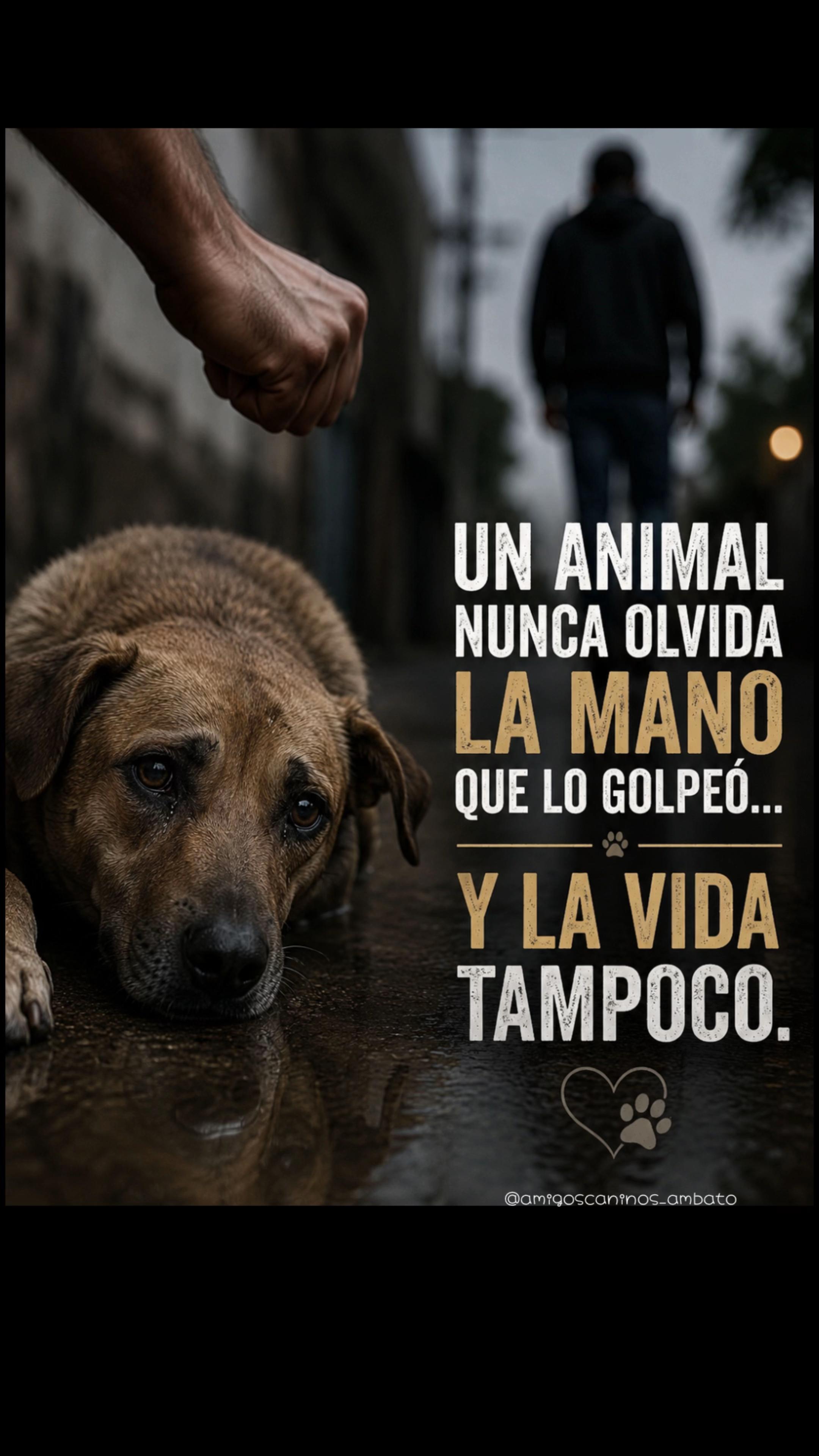 @Amigoscaninos_Ambato