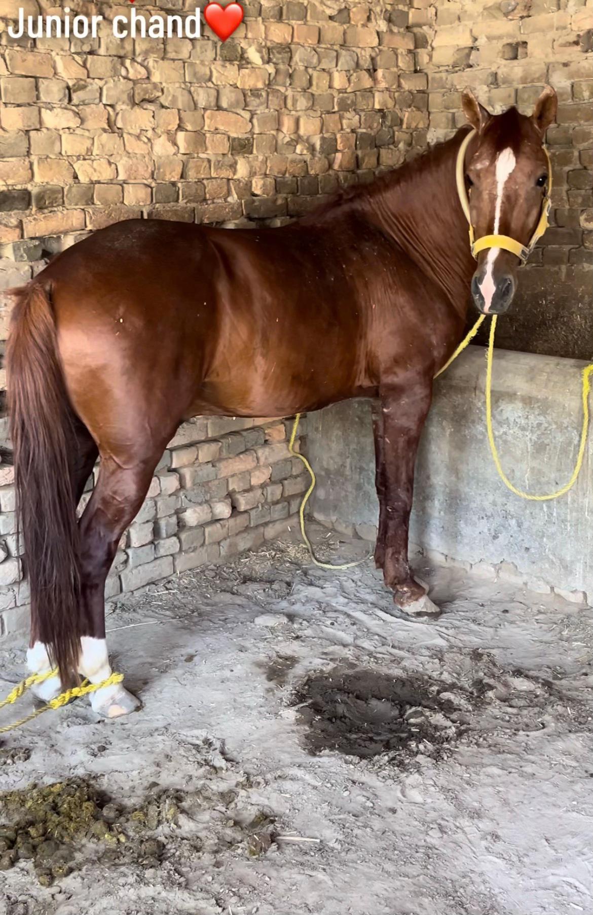 @Malik Ali Abbas Saggu🔥