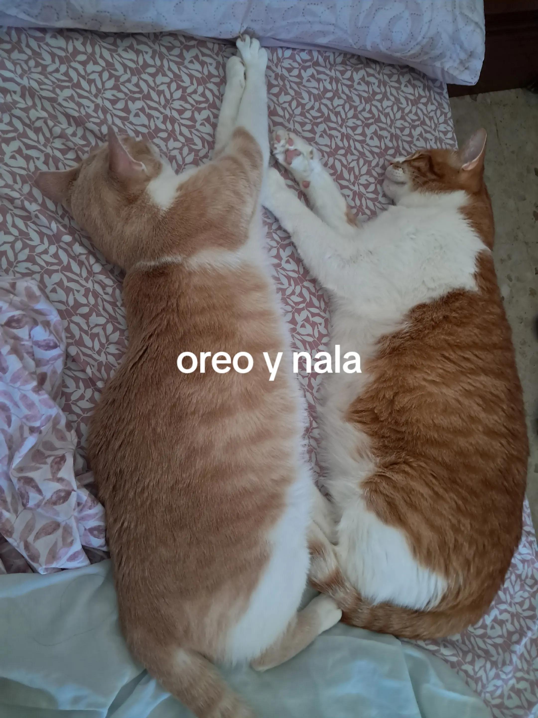 @chibola