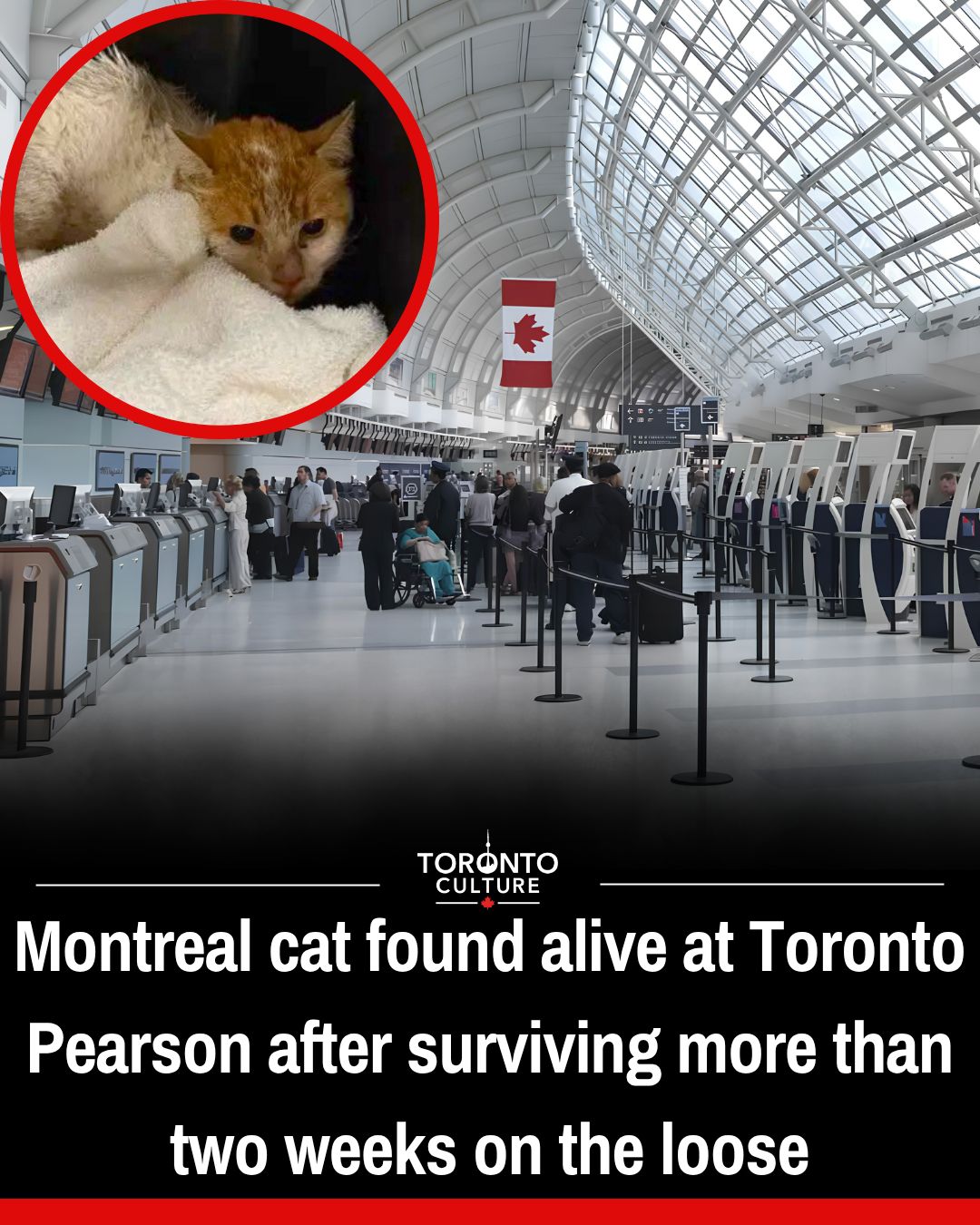 @Toronto Culture
