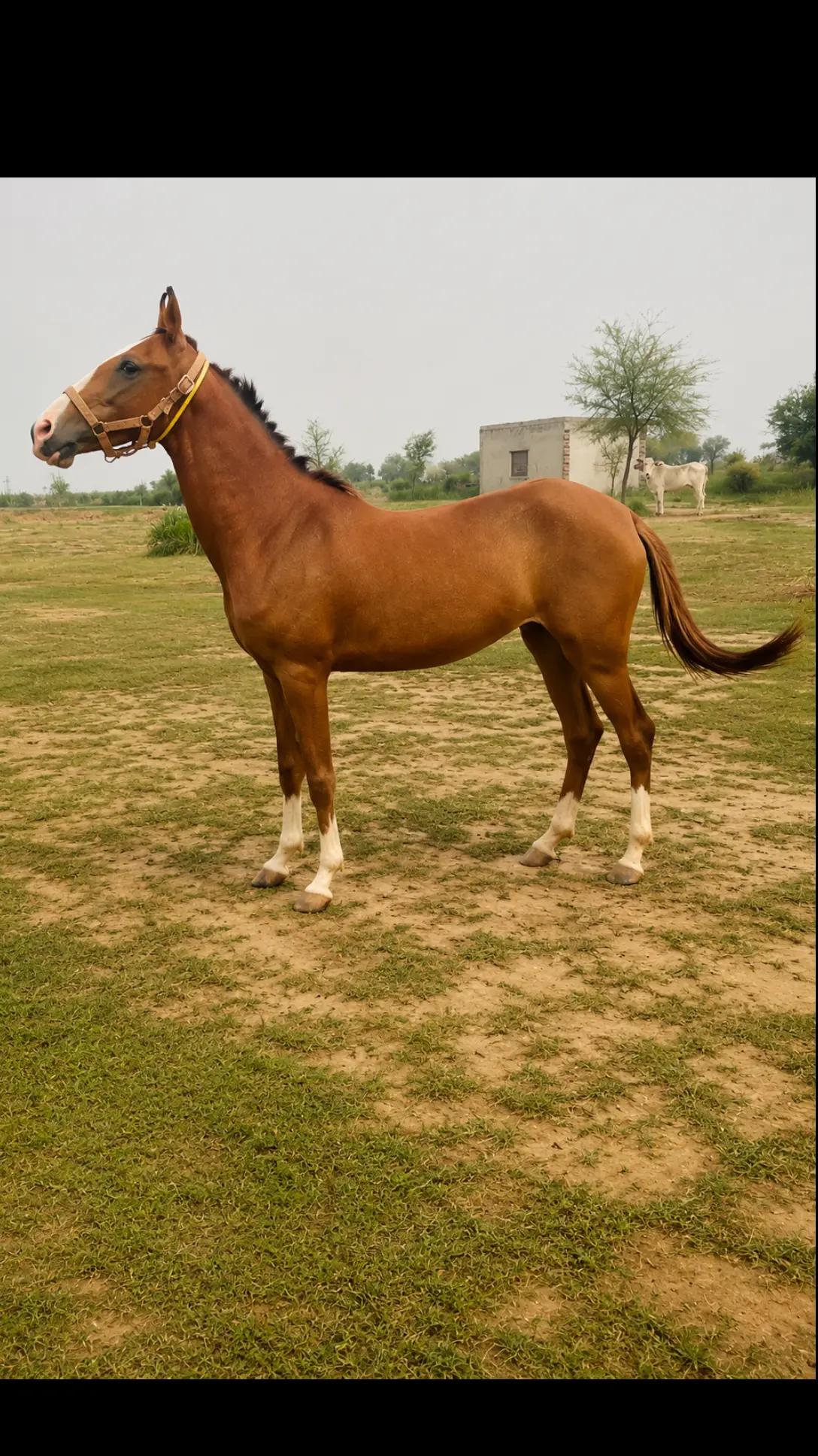 @hamara village sipyala🐴🐎🇵🇰