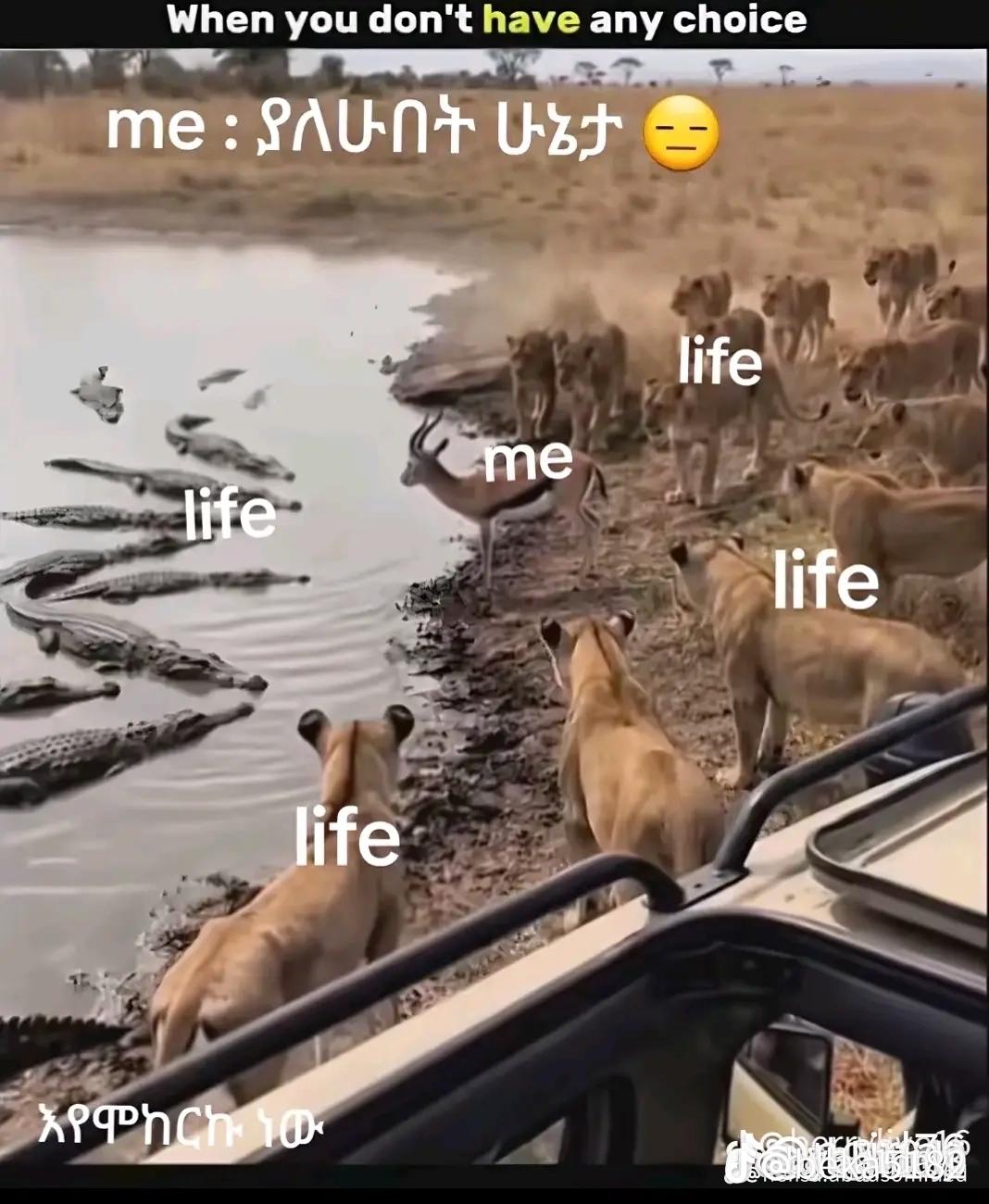 @Hekmu ye intawa liji 🎧🤌
