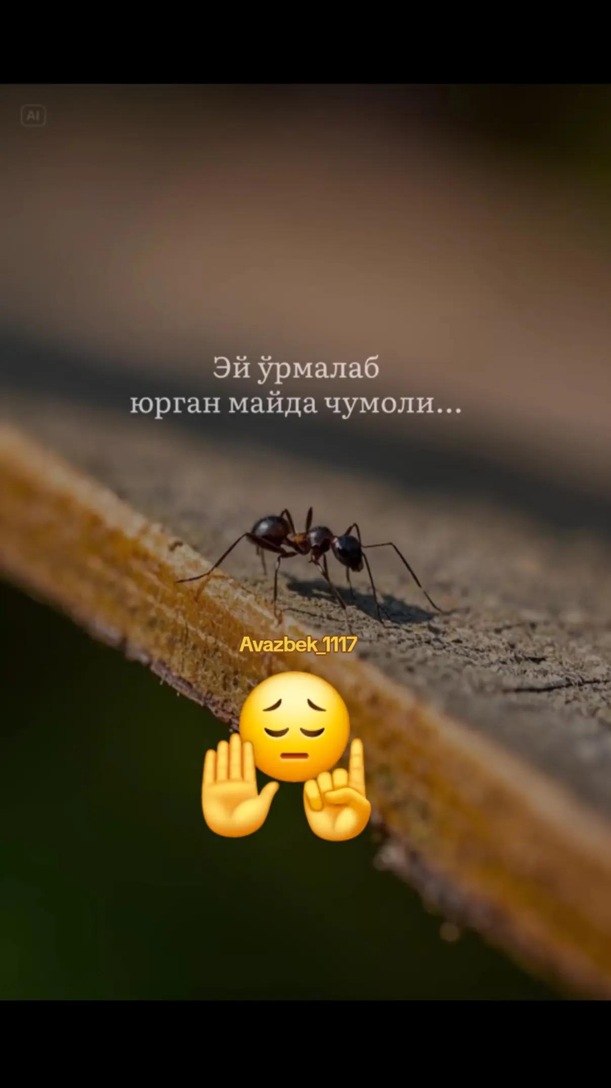 @Qaytar_dunyo_1117