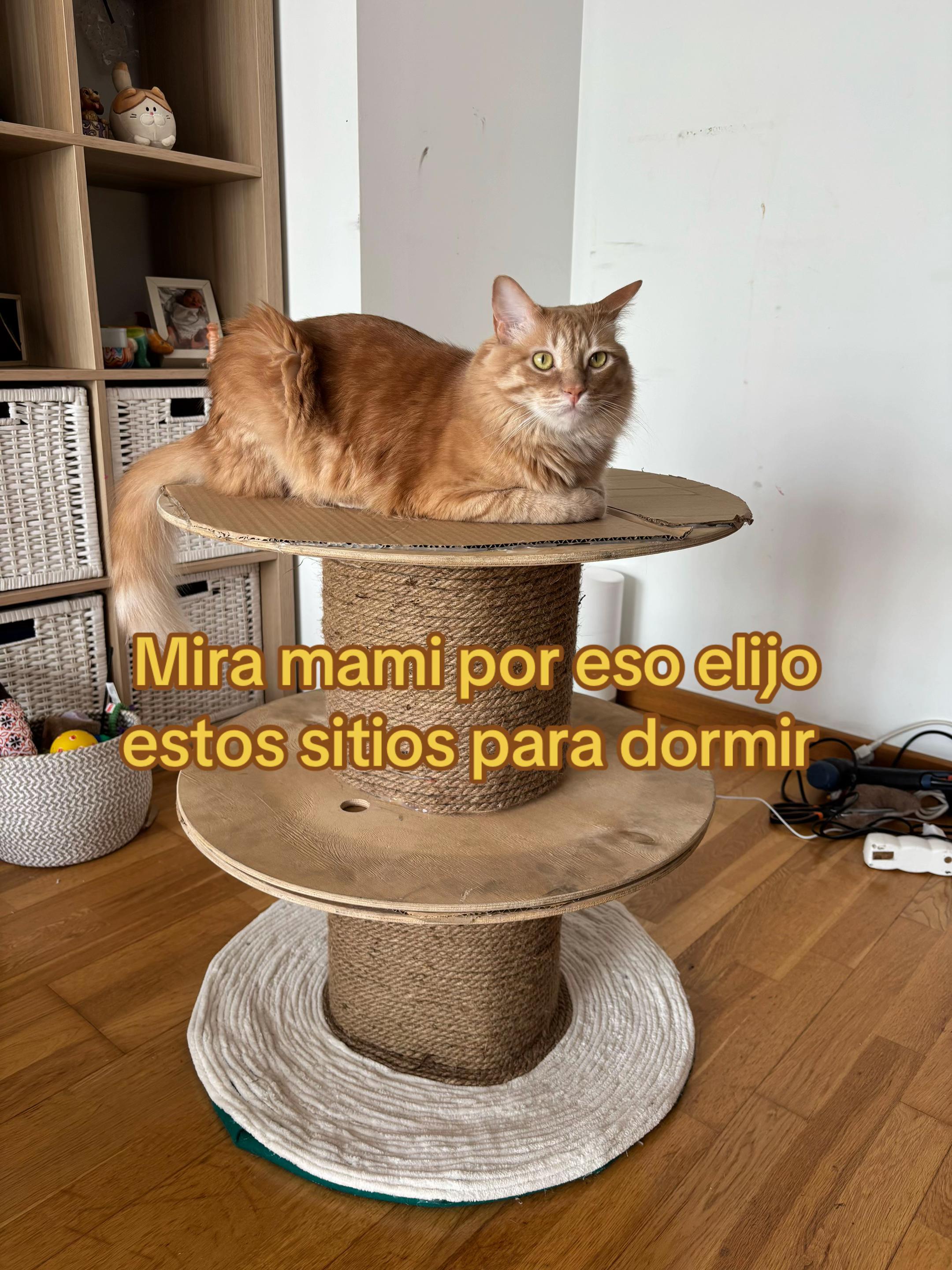 @- Alejandra  🐱💕