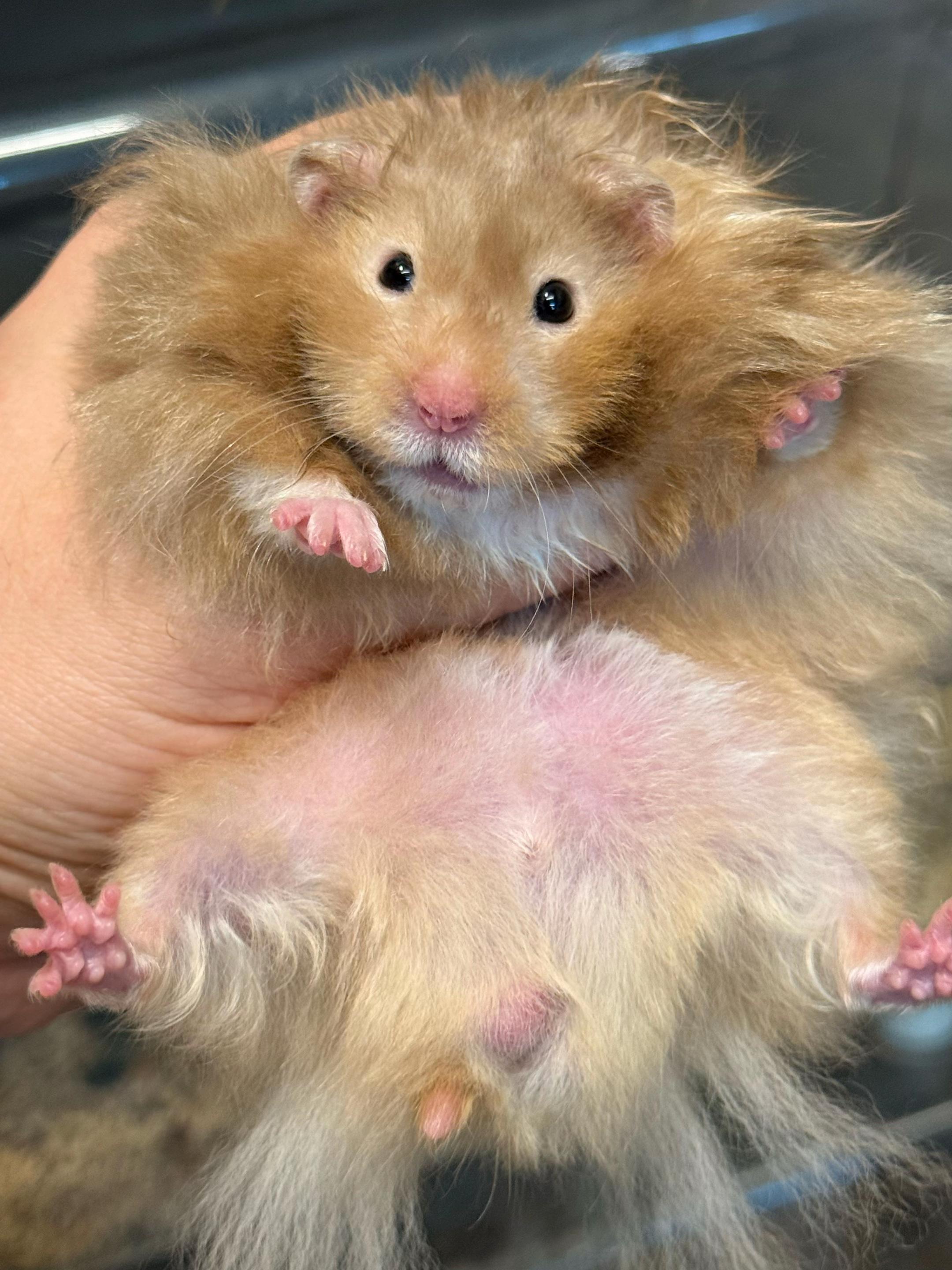 @Itsara Hamster