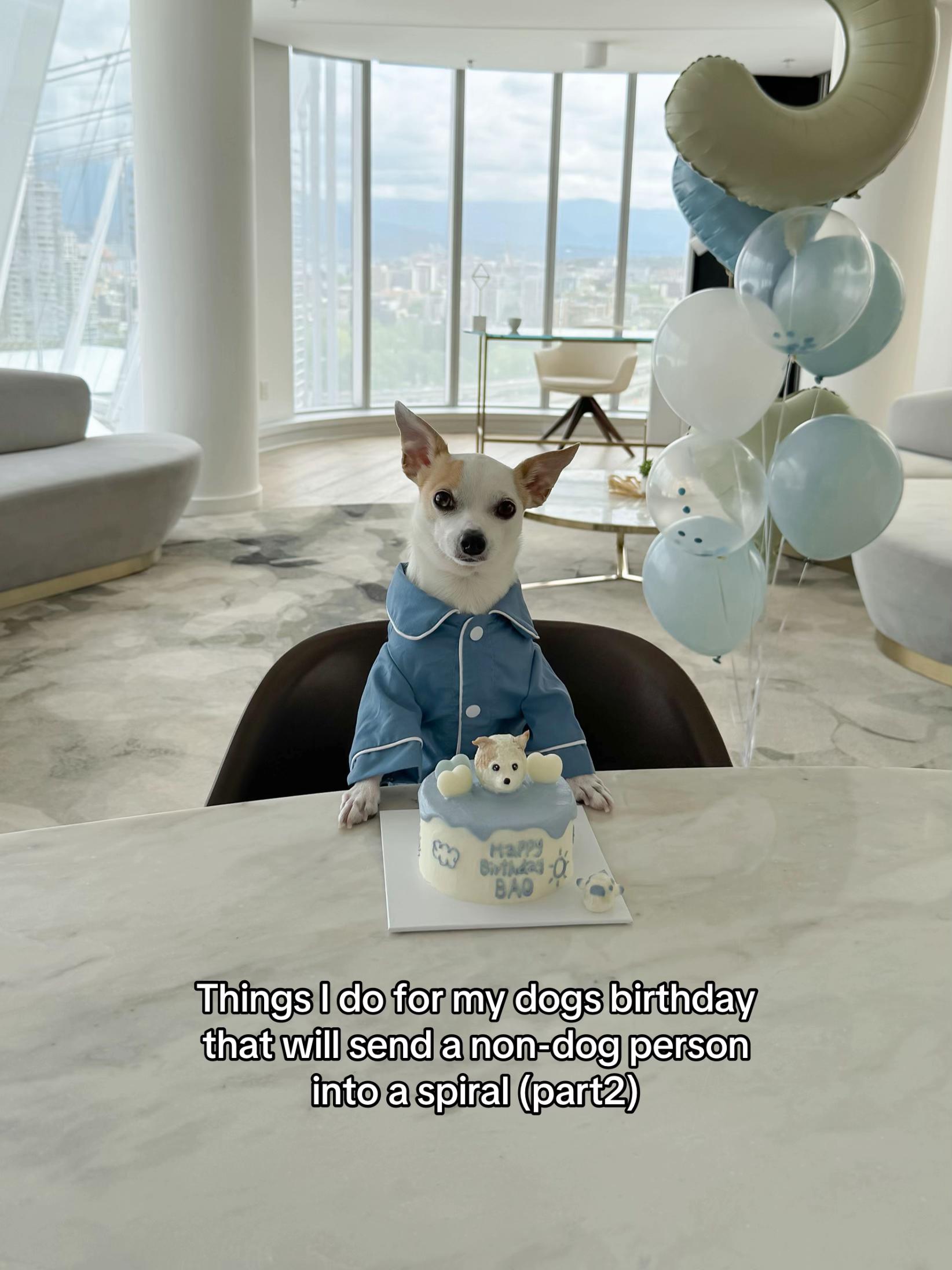 @Bao the Chihuahua