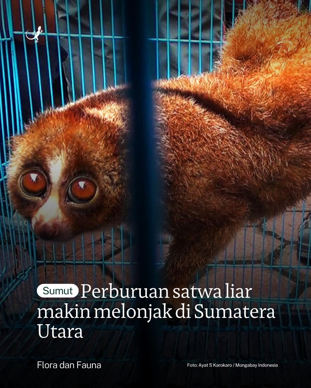 @mongabayindonesia