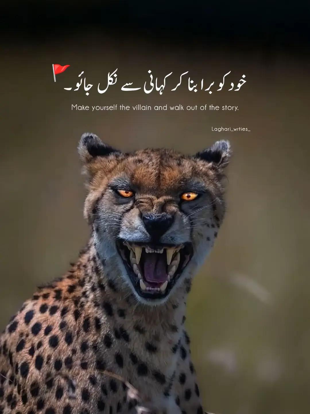 @Talhat Hussain