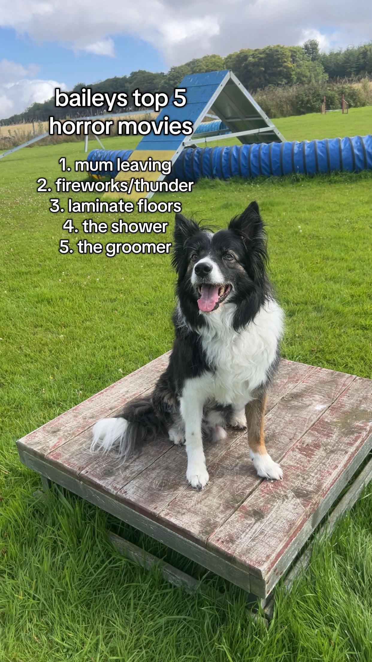 @Paws & Unwind | dog walker