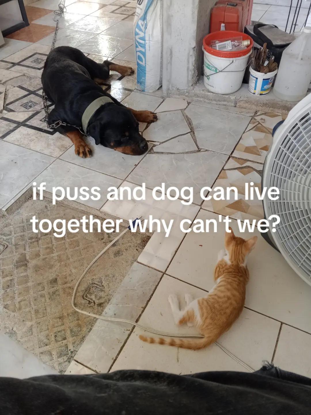 @ONE Ants