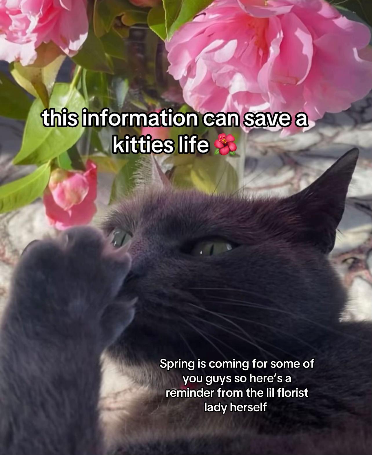 @Flowercat 🌸