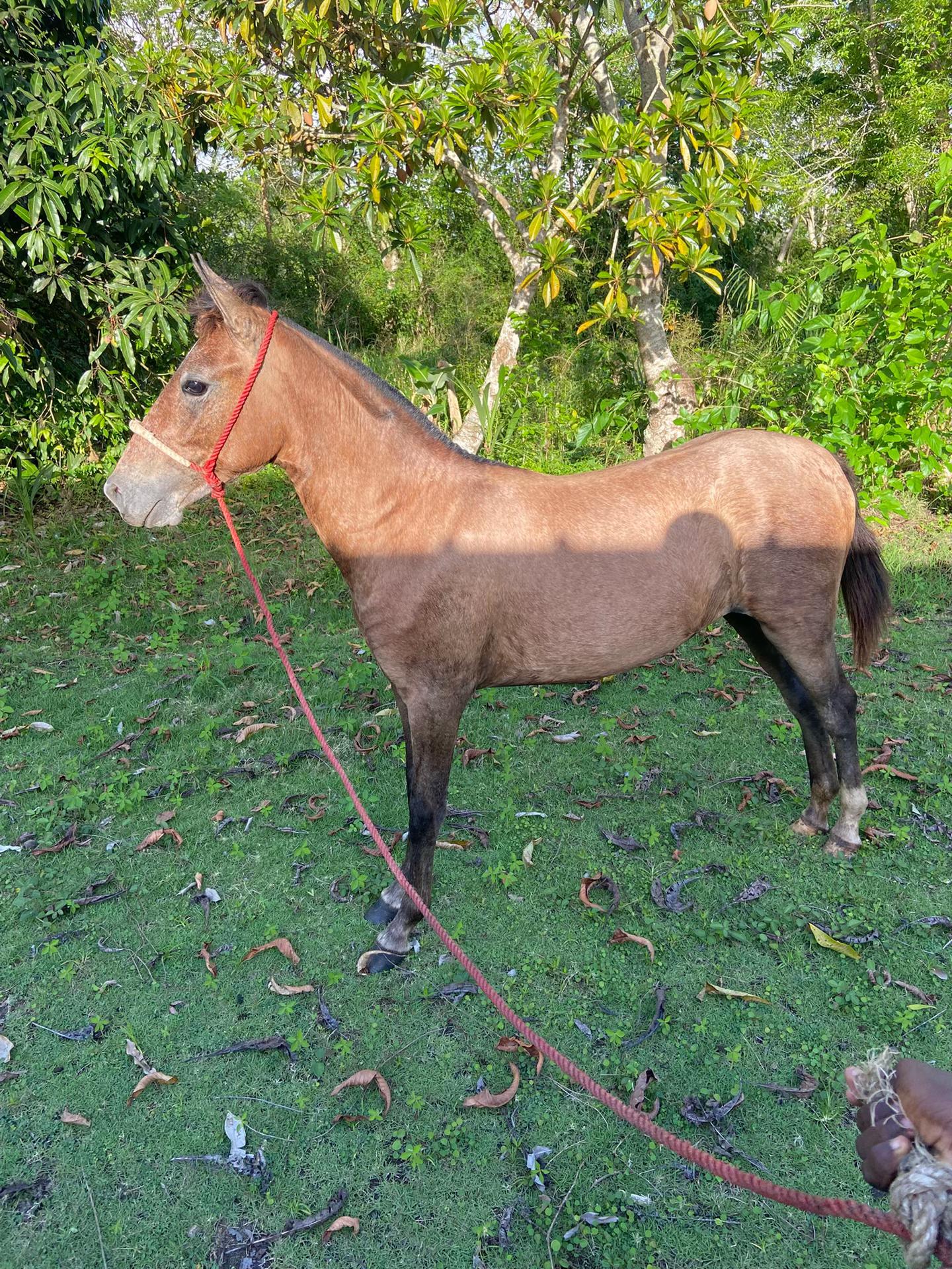 @El tal caballista ese 🤠