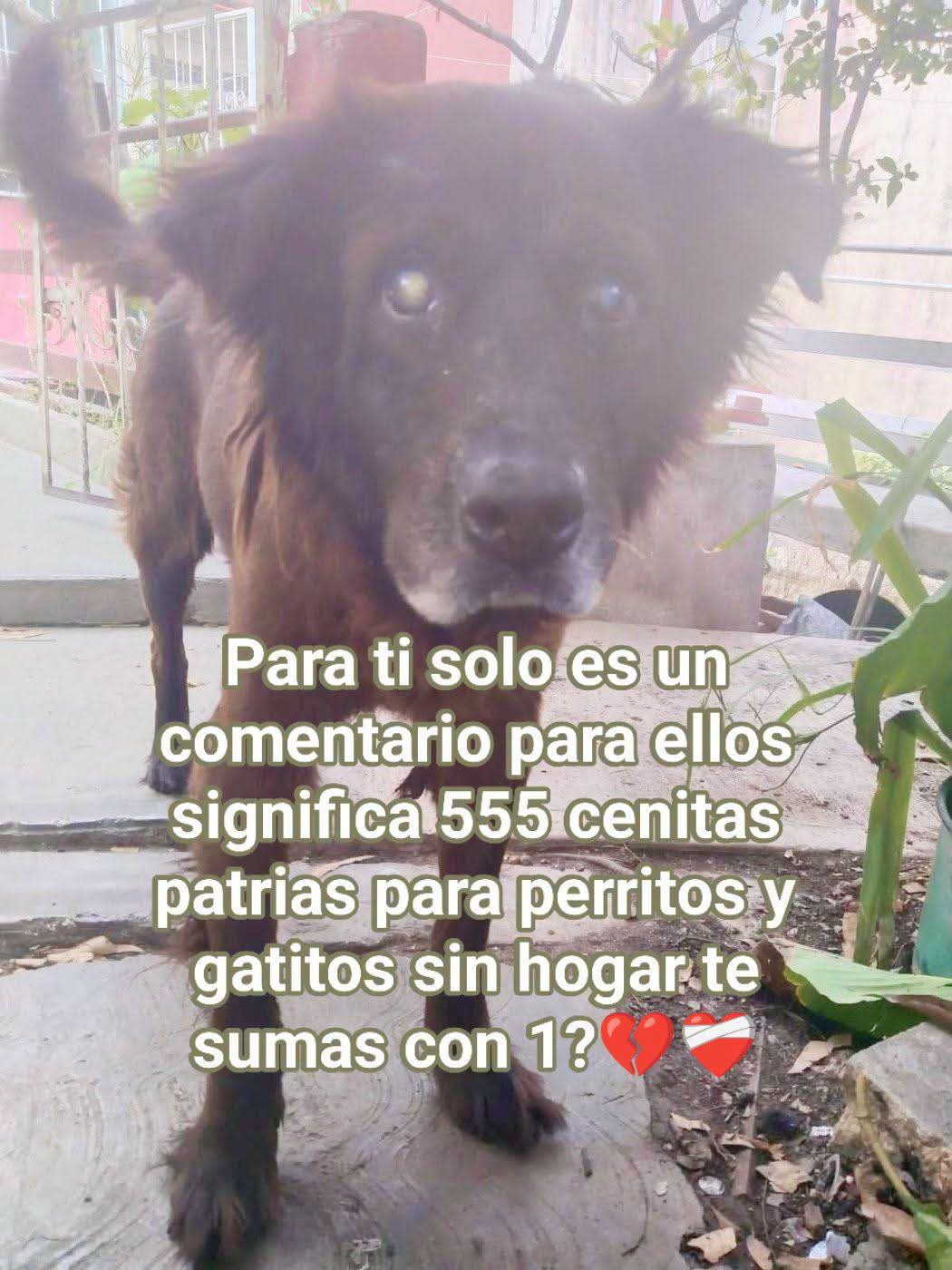 @Adriana Torres ACTUE