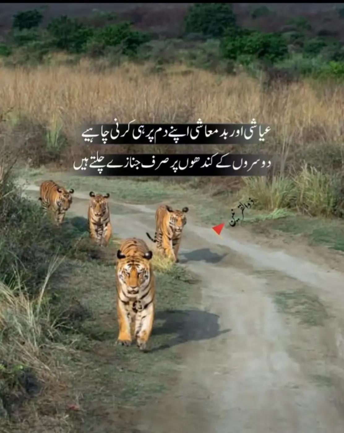 @🦁میاں اُسامہ 🦁