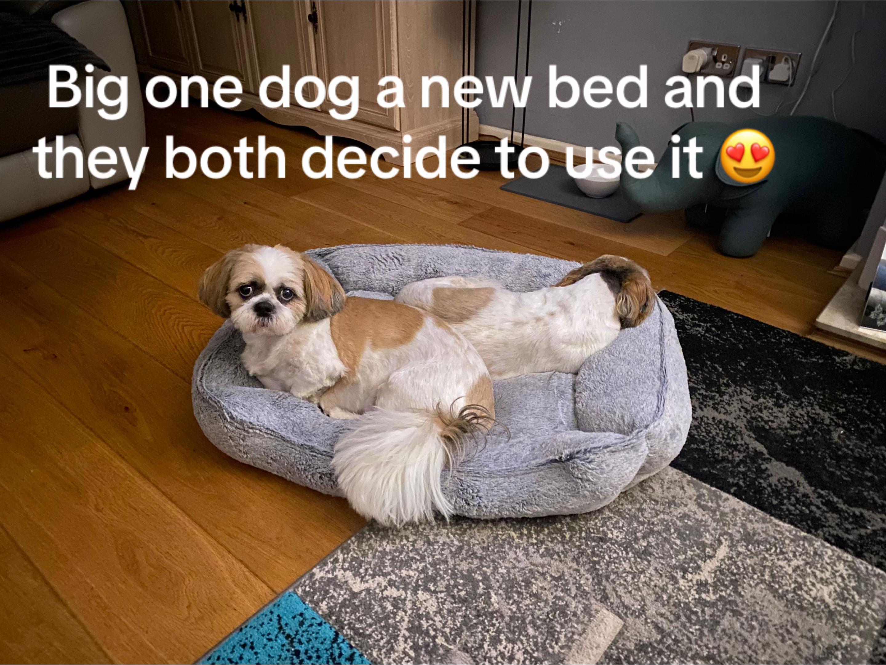 @Dotty and Daisy Shihtzu