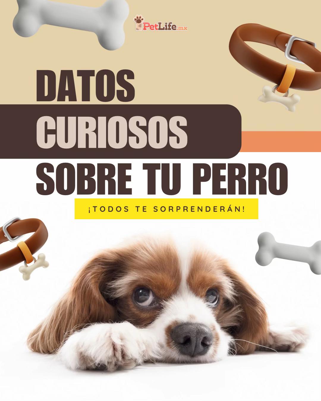 @Petlife