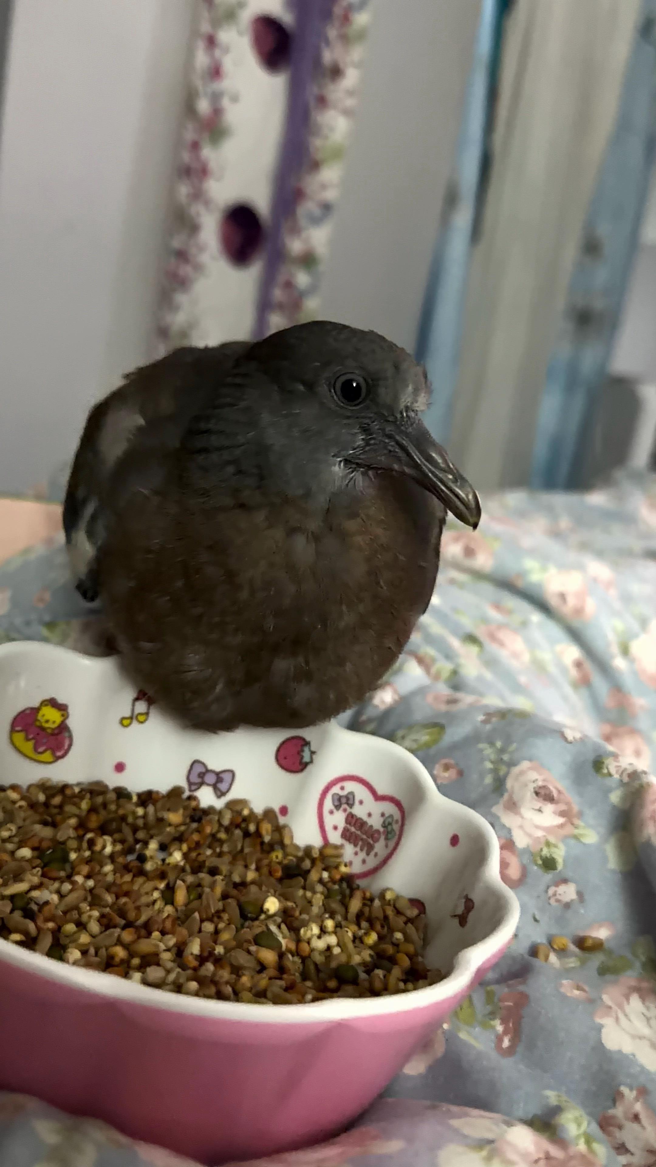 @Nekobutts 🐦