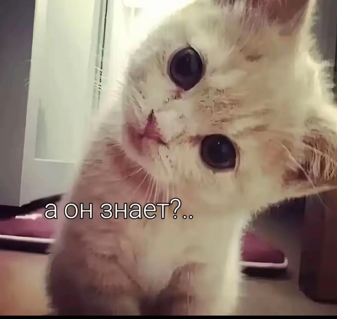 @Кареглазая👀💋