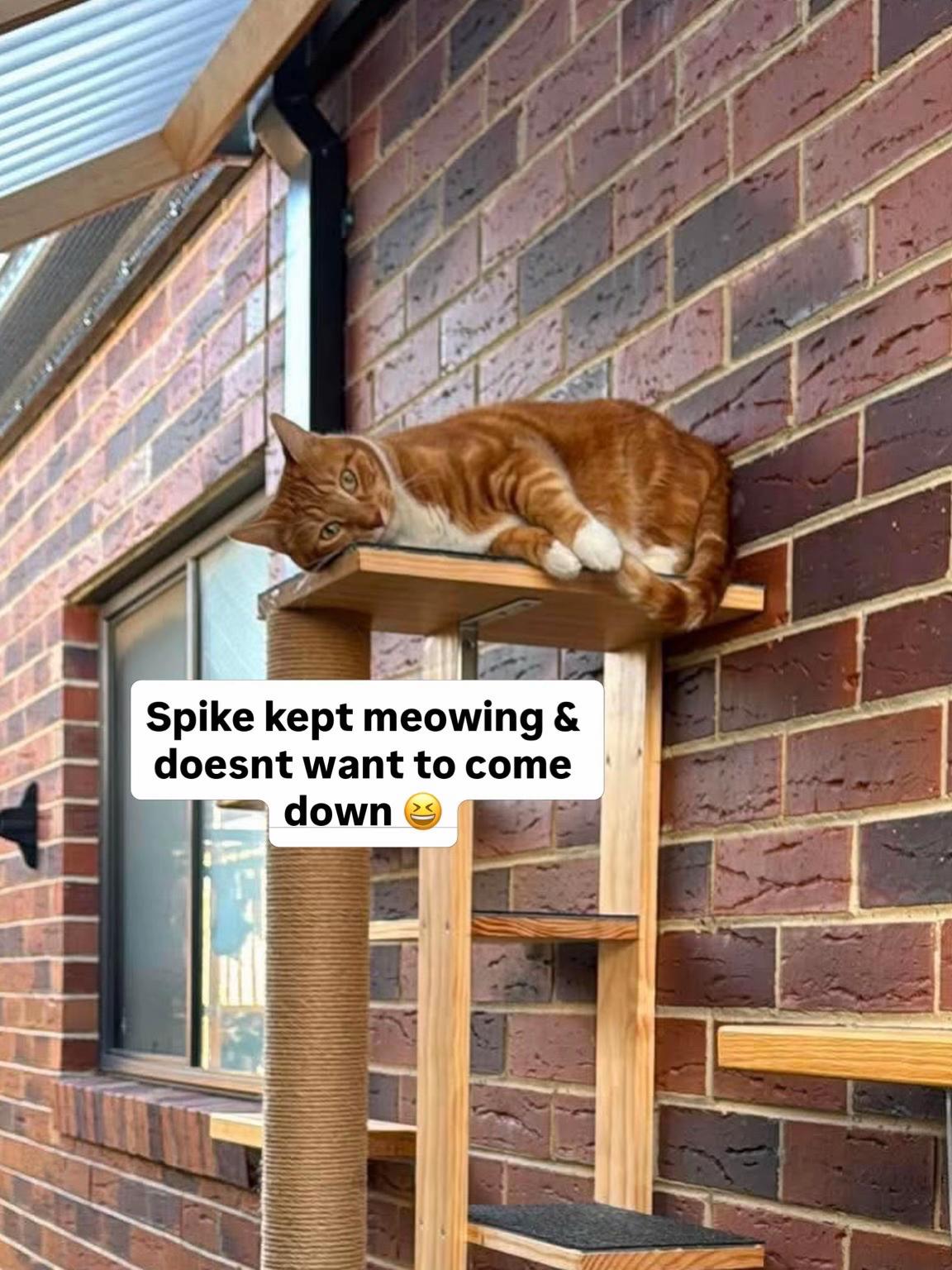 @Backyard Catio Builder