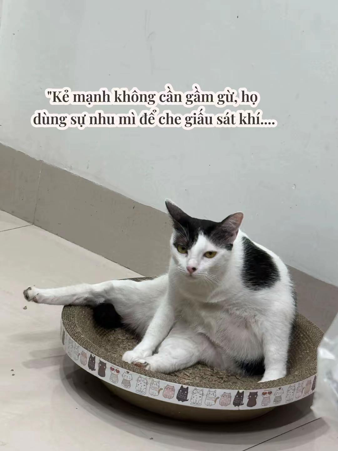 @mèo tên là Mèo